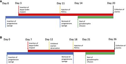 Development of an acute ovine model of polycystic ovaries to assess the effect of ovarian denervation